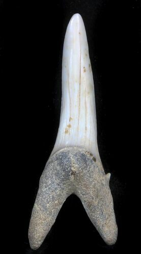Large Sand Shark (Striatolamia) Tooth - Kazakhstan #34574